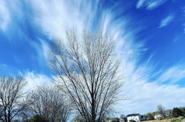 Tree - Jake Oxendale